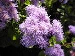 風毛菊
DSC01063