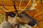 馴鹿 reindeer
DSC01086