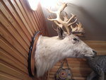 馴鹿 reindeer
DSC01088