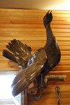 blackhead capercaillie
DSC01093