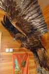golden eagle
DSC01098