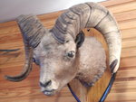 雪羊 snow ram
DSC01099