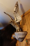 貓頭鷹 owl
DSC01101