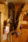 golden eagle (金鷹)
DSC01131