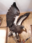 sea eagle 
DSC01134