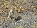 好可愛的地松鼠 (ground squirrel)
DSCN2583