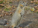 地松鼠 (ground squirrel)
DSCN2588