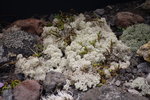 火山區植物
DSC02726