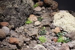 火山區植物
DSC02728
