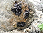 石面植物
DSC02735