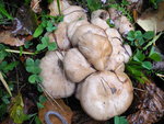 農場地上一堆菇, 可以食嗎?
DSC02779