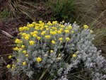 呢種花原來叫做helychrisome
IMG00176
