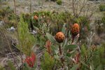 Protea Kilimanjarica (flowers)
IMG00188