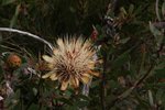 依然係protea kilimanjarica
IMG00191