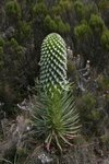 呢種就叫 Lobelia Deckenii, 日間開, 晚間收
IMG00213