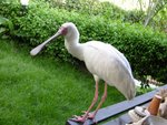 係唔係Roseata Spoonbill 哩? 
IMG00497