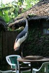 A grey crowned crane
IMG00506
