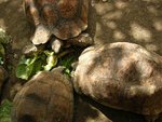 IMG00525