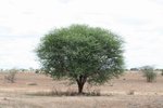 往是日在Tarangire National Park 前4km 的營地途中.  
IMG00543