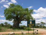 這裏出名的 baobab tree (猴麵包樹)
IMG00549