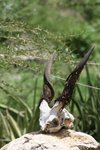 會唔會係羚羊角呢?  
IMG00554