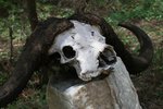 應該係水牛角喇
IMG00558