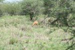 重有Impala (高角羚, 或黑斑羚, 或飛羚)
IMG00560