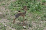 dik dik 迪克小羚羊
IMG00574