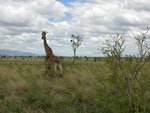 原來係長頸鹿 (Masai giraffe), 最高可達 5.5 米, 速度可達時速 65 公里
IMG00593