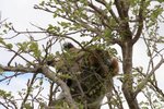 係乜呢, 原來係長頸鹿在吃樹葉
IMG00598