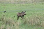 原來係疣豬(Warthog)
IMG00605