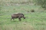 疣豬(Warthog) - 咪係卡通豬? 
IMG00607