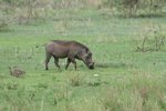 疣豬(Warthog)係食草的
IMG00609