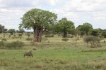 疣豬(Warthog)與baobab trees (猴麵包樹)
IMG00611