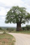 又見 baobab tree, 猴麵包樹
IMG00612