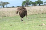 ostrich (駝鳥)係雌性的 (啡雌黑雄)
IMG00615