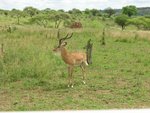 又見impala (羚羊), 有角係雄性的
IMG00617