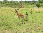 Impala 尾部及後腿係有黑紋
IMG00618