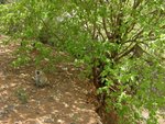 black-faced vervet monkey
IMG00619D