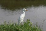 IMG00788