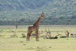又見長頸鹿(masai giraffe) 重打孖&#22175;添
IMG00811