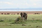 非洲大象 (African Elephant)
IMG00838