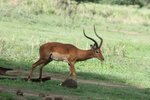 雄羚 (male impala)
IMG00850