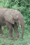 elephant (非洲大象)
IMG00852