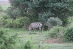 班馬(zebra)
IMG00855