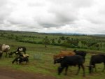 Ngorongoro Conservative Area 內 Masai 人養的牛群
IMG00917