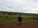 Masai 人養的牛群
IMG00929