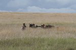 牛羚 或 角馬(Wildebeest)與班馬 (zebra)
IMG01016
