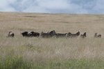牛羚 或 角馬(Wildebeest)與班馬 (zebra)經常結伴遷徙
IMG01019