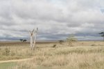 Serengeti 意解"無邊無際的平原", 看來無講錯
IMG01081